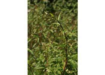 Pfeffer-Knöterich (Persicaria hydropiper) - © Emanuel Trummer